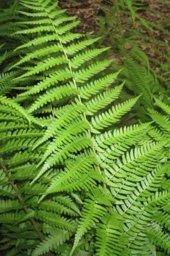 Dixie Wood Fern - Dryopteris Australis - 6 Pack Of 1 Gallon Pots -Cheap PLANTS Store dryopteris australis dixie wood fern 10