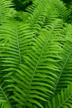 Dixie Wood Fern - Dryopteris Australis - 6 Pack Of 1 Gallon Pots -Cheap PLANTS Store dryopteris australis dixie wood fern 12