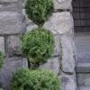 Poodle Tier Dwarf Alberta Spruce 3 Ball Topiary (3-Ball) - 3 Gallon Pot 2 Poodle Tier Dwarf Alberta Spruce 3 Ball Topiary (3-Ball) - 3 Gallon Pot -Cheap PLANTS Store dwarf alberta spruce 3 ball poodle tier 12 1