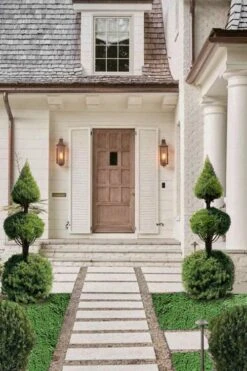 Dwarf Alberta Spruce 2-Ball Cone Topiary - 5 Gallon Pot -Cheap PLANTS Store dwarf alberta spruce 3 ball poodle tier with pyramid1