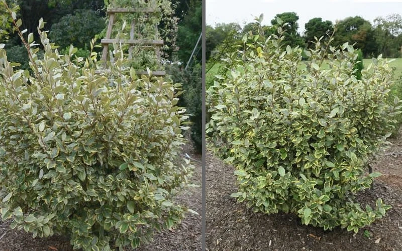 Olive Martini Elaeagnus - 2 Gallon Pot 6 Olive Martini Elaeagnus - 2 Gallon Pot - Image 4