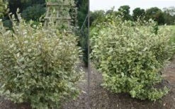 Olive Martini Elaeagnus - 3 Gallon Pot 10 Olive Martini Elaeagnus - 3 Gallon Pot -Cheap PLANTS Store elaeagnus olive martini 11