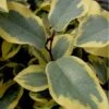Olive Martini Elaeagnus - 3 Gallon Pot 1 Olive Martini Elaeagnus - 3 Gallon Pot -Cheap PLANTS Store elaeagnus olive martini 12