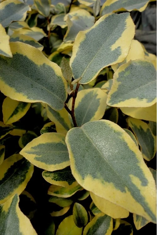 Olive Martini Elaeagnus - 3 Gallon Pot 3 Olive Martini Elaeagnus - 3 Gallon Pot
