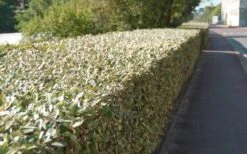 Olive Martini Elaeagnus - 2 Gallon Pot 11 Olive Martini Elaeagnus - 2 Gallon Pot -Cheap PLANTS Store elaeagnus olive martini 13 2