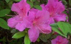 Autumn Amethyst Encore Azalea - 6 Pack Of 1 Gallon Pots -Cheap PLANTS Store encore azalea amethyst