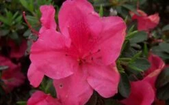Autumn Carnival Encore Azalea - 2 Gallon Pot -Cheap PLANTS Store encore azalea autumn carnival 1