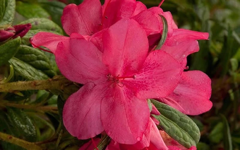 Autumn Jewel Encore Azalea - 3 Gallon Pot 6 Autumn Jewel Encore Azalea - 3 Gallon Pot - Image 4