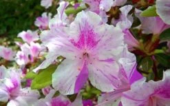Autumn Twist Encore Azalea - 6 Pack Of 1 Gallon Pots -Cheap PLANTS Store encore azalea autumn twist