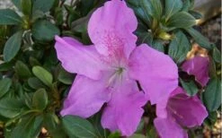 Autumn Lilac Encore Azalea - 3 Gallon Pot -Cheap PLANTS Store encore azalea autumnlilac 2