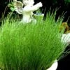 Dwarf Horsetail Reed Grass (Equisetum Scirpoides) - 1 Gallon Pot 2 Dwarf Horsetail Reed Grass (Equisetum Scirpoides) - 1 Gallon Pot -Cheap PLANTS Store equisetum scirpoides dwarf horsertail grass 1