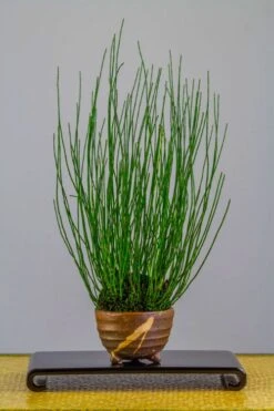 Dwarf Horsetail Reed Grass (Equisetum Scirpoides) - 1 Gallon Pot -Cheap PLANTS Store equisetum scirpoides dwarf horsertail grass 2