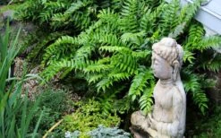 Japanese Holly Fern - Cyrtomium Falcatum 'Rochfordianum' - 2.5 Quart Pot -Cheap PLANTS Store fern20holly203