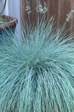 Beyond Blue Festuca (Fescue) - 1 Gallon Pot -Cheap PLANTS Store festuca beyond blue fescue 100