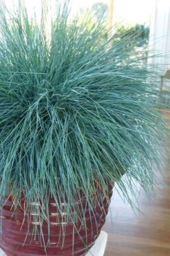 Beyond Blue Festuca (Fescue) - 1 Gallon Pot -Cheap PLANTS Store festuca beyond blue fescue 101