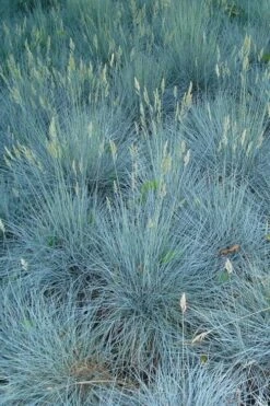 Beyond Blue Festuca (Fescue) - 1 Gallon Pot -Cheap PLANTS Store festuca beyond blue fescue 102