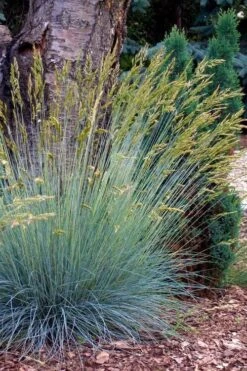 Blue Fescue Grass (Festuca Glauca) - 10 Pack Of Quart Pots -Cheap PLANTS Store festuca glauca blue fescue grass 13