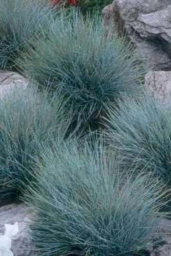 Blue Fescue Grass (Festuca Glauca) - 10 Pack Of Quart Pots -Cheap PLANTS Store festuca glauca blue fescue grass 14