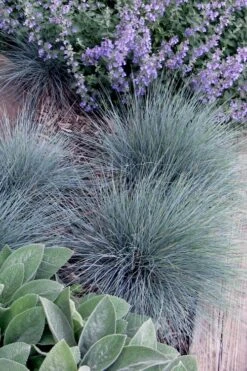 Blue Fescue Grass (Festuca Glauca) - 10 Pack Of Quart Pots -Cheap PLANTS Store festuca glauca blue fescue grass 7