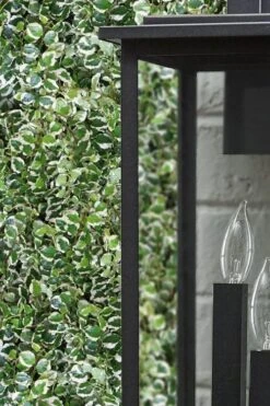 Variegated Creeping Fig - Ficus Pumila 'Variegata' - 6 Pack Of Pint Pots -Cheap PLANTS Store ficus pumila variegata creeping fig 101