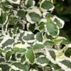 Variegated Creeping Fig - Ficus Pumila 'Variegata' - 6 Pack Of Pint Pots 1 Variegated Creeping Fig - Ficus Pumila 'Variegata' - 6 Pack Of Pint Pots -Cheap PLANTS Store ficus pumila variegata creeping fig 103