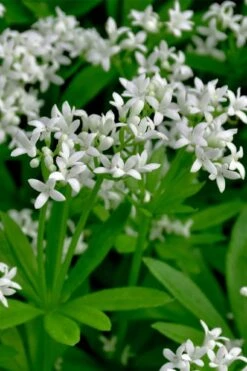 Sweet Woodruff (Galium Odoratum) - 6 Pack Of Pint Pots -Cheap PLANTS Store galium odoratum sweet woodruff 3 1