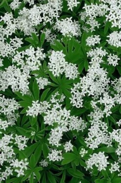 Sweet Woodruff (Galium Odoratum) - 6 Pack Of Pint Pots -Cheap PLANTS Store galium odoratum sweet woodruff 5 1