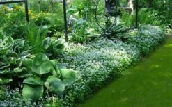 Sweet Woodruff (Galium Odoratum) - 5 Pack Of Quart Pots 13 Sweet Woodruff (Galium Odoratum) - 5 Pack Of Quart Pots -Cheap PLANTS Store galium odoratum sweet woodruff 6