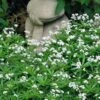 Sweet Woodruff (Galium Odoratum) - 6 Pack Of Pint Pots