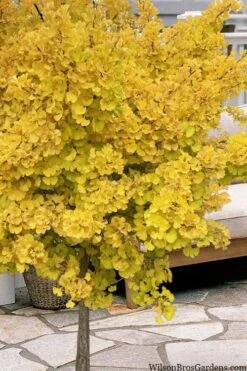Mariken Dwarf Ginkgo Single Trunk Topiary Tree - 2 Gallon Pot -Cheap PLANTS Store ginkgo biloba mariken single trunk topiary tree 1