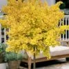 Mariken Dwarf Ginkgo Single Trunk Topiary Tree - 2 Gallon Pot -Cheap PLANTS Store ginkgo biloba mariken single trunk topiary tree 2