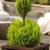 Goldcrest Monterey Lemon Cypress - 2-Ball Poodle Tier Topiary - 2 Gallon Pot 2 Goldcrest Monterey Lemon Cypress - 2-Ball Poodle Tier Topiary - 2 Gallon Pot -Cheap PLANTS Store goldcrest monterey lemon cypress two ball poodle tier topiary 1