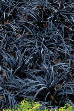 Dwarf Black Mondo Grass - 5 Pack Of Quart Pots -Cheap PLANTS Store grass dwarf black mondo 3 500x750 1