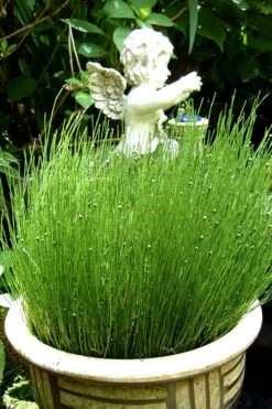 Dwarf Horsetail Reed Grass (Equisetum Scirpoides) - 1 Gallon Pot -Cheap PLANTS Store grass dwarf horse tail 2 500x750 1