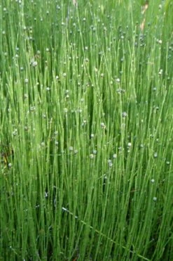 Dwarf Horsetail Reed Grass (Equisetum Scirpoides) - 1 Gallon Pot -Cheap PLANTS Store grass dwarf horse tail 4 500x750 1
