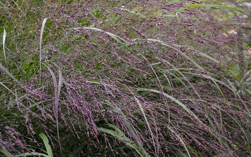 Prairie Winds Apache Rose Switchgrass (Panicum) - 1 Gallon Pot 8 Prairie Winds Apache Rose Switchgrass (Panicum) - 1 Gallon Pot - Image 6