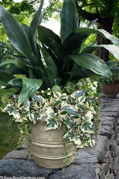 Variegated Algerian Ivy (Hedera Algeriensis 'Gloire De Marengo') - 18 Pack Of Pint Pots 3 Variegated Algerian Ivy (Hedera Algeriensis 'Gloire De Marengo') - 18 Pack Of Pint Pots