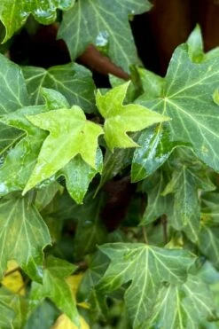 Wilson Ivy (Hedera Helix) - 5 Pack Of Quart Pots -Cheap PLANTS Store hedera helix wilsonii wilson ivy 1