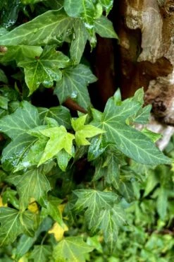 Wilson Ivy (Hedera Helix) - 5 Pack Of Quart Pots -Cheap PLANTS Store hedera helix wilsonii wilson ivy 2