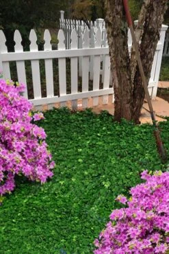 Wilson Ivy (Hedera Helix) - 5 Pack Of Quart Pots -Cheap PLANTS Store hedera helix wilsonii wilson ivy 5