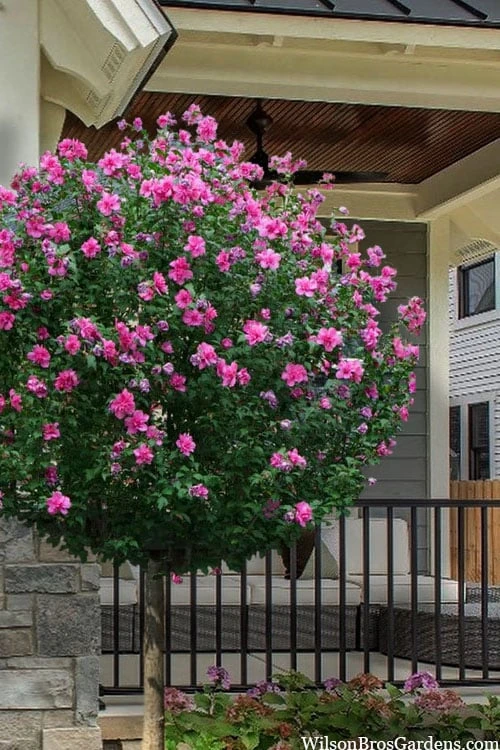 Lucy Rose Of Sharon (Single Trunk Tree) - 7 Gallon Pot (3-4') 3 Lucy Rose Of Sharon (Single Trunk Tree) - 7 Gallon Pot (3-4')