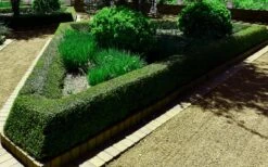 Bordeaux Dwarf Yaupon Holly - 3 Gallon Pot 13 Bordeaux Dwarf Yaupon Holly - 3 Gallon Pot -Cheap PLANTS Store holly bordeaux 12 1