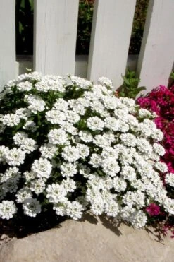 Alexander's White Candy Tuft (Iberis) - 1 Gallon Pot -Cheap PLANTS Store iberis sempervirens alexanders white 4