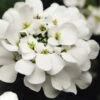 Alexander's White Candy Tuft (Iberis) - 1 Gallon Pot -Cheap PLANTS Store iberis sempervirens alexanders white 6