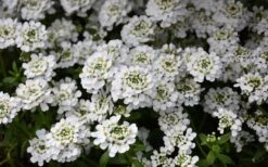 Alexander's White Candy Tuft (Iberis) - 1 Gallon Pot -Cheap PLANTS Store iberis sempervirens snowflake candytuft 1