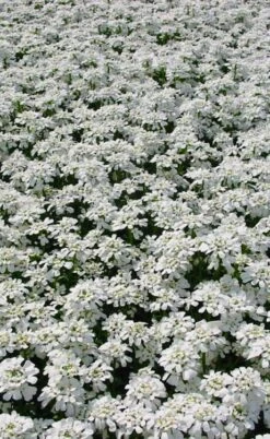 Snowflake Candy Tuft - 1 Gallon Pot -Cheap PLANTS Store iberis sempervirens snowflake candytuft 3 1