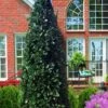 Liberty Holly - 3 Gallon Pot -Cheap PLANTS Store ilex conty liberty holly tree 100