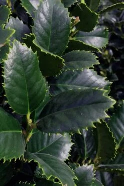 Liberty Holly - 3 Gallon Pot -Cheap PLANTS Store ilex conty liberty holly tree 101