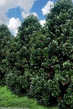 Liberty Holly - 3 Gallon Pot -Cheap PLANTS Store ilex conty liberty holly tree 107