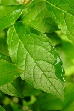 Winter Gold Female Winterberry Holly - 1 Gallon Pot -Cheap PLANTS Store ilex verticillata sparkleberry holly 5